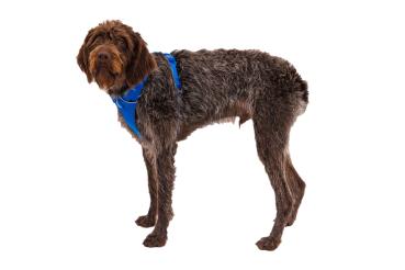 Ruffwear Front Range Geschirr Blue Pool Gr. XXS